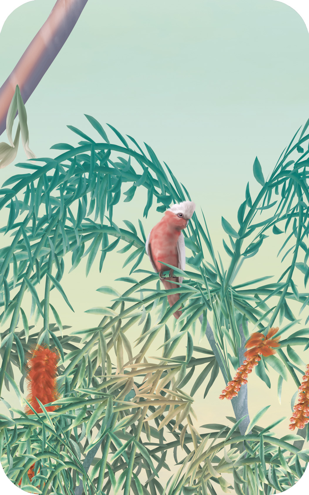 Australian bush animals kids wallpaper wall mural galah pink cockatoo